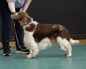 Sp Beginners Dog